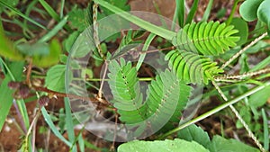 Macro view of shy plant or Mimosa perdica sensitive plant leaves reacting to wind