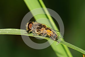 Macro view of the side of a Caucasian fluffy fly flies hoverfly