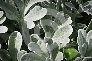 Macro view of the silver leaves on a Silver Brocade plant photo