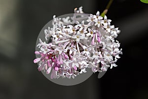 Macro view of a single korean lilac flower cluster
