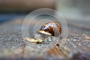 Macro View of Single Snail
