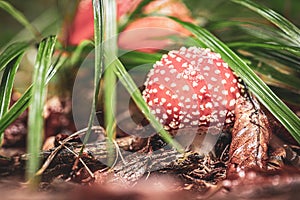 Macro view of small mushroom Amanita muscaria or fly agaric