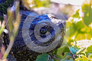 macro view of snapping turtle head