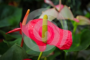 Macro view of the spadix on a anthurium plant