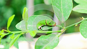 A macro view of spicebush swallowtail caterpillar excretion