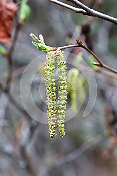 Macro view of spring catkins on an Alder shrub