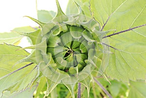 Macro view of sunflower bud before opening
