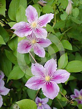 Macro view of three purple Clematis (Clematis) flowers with star-shaped petals photo