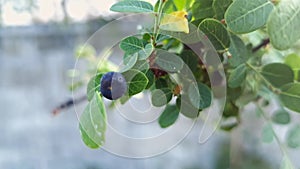 A macro view of a tiny Phyllanthus reticulatus fruit on a plant branch