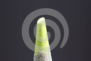 Macro view of the tip of the pencil on a black background