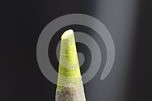 Macro view of the tip of the pencil on a black background