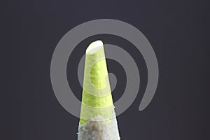 Macro view of the tip of the pencil on a black background