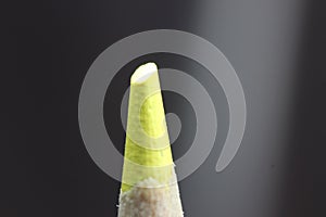 Macro view of the tip of the pencil on a black background