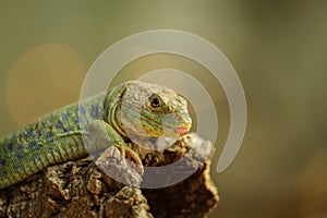 Ocellated lizard from side photo