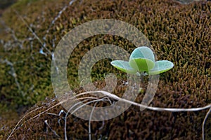 The macro view to a plant shoot