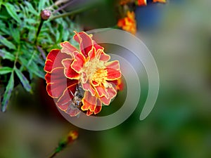 Macro view of the top three-color striped furry bumblebee