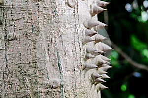 Macro view of a tropical tree trunk showing its defensive spikes.