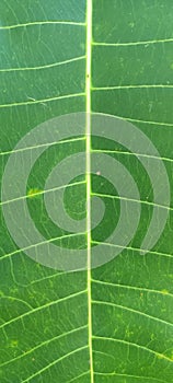 Macro view of a vibrant green leaf, highlighting the central vein and parallel structure