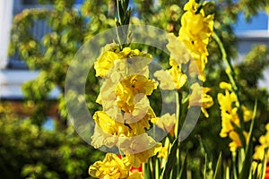 Macro view of vibrant yellow gladiolus flowers blooming in the garden