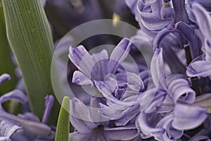 Macro view of violet hyacinth blossom.