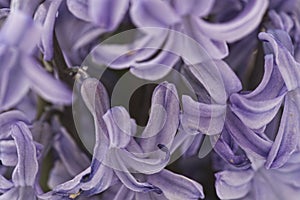 Macro view of violet hyacinth blossom.