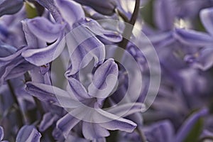 Macro view of violet hyacinth blossom.