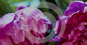 Macro view of violet peony flowers on dark background, waterdrops and leaves