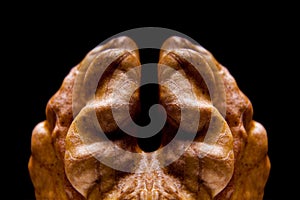 Macro view on walnut on black background