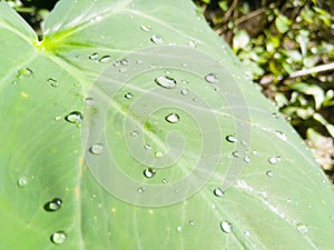 Macro view water drops in leaf. Rain drops with Green background.