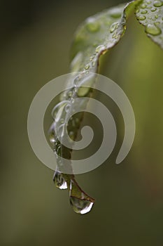 A macro view of the water on the sheet