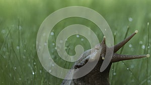 Macro view of a wet snail crawling among grass with drops of rain. Creative. Morning dew on stems and leaves of wild