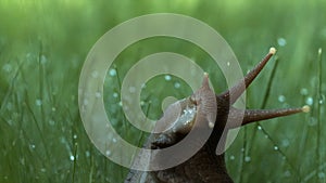 Macro view of a wet snail crawling among grass with drops of rain. Creative. Morning dew on stems and leaves of wild