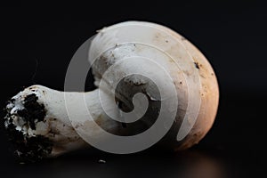 Macro view of white button mushrooms on black background