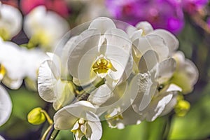 Macro view of white orchid flower. Beautiful backgrounds.