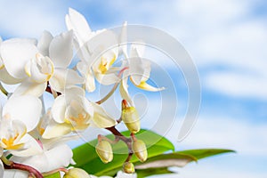 Macro view of white orchid flowers with blue sky with clouds in the background