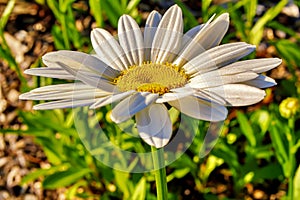 Macro View Of A White Summer Daisy