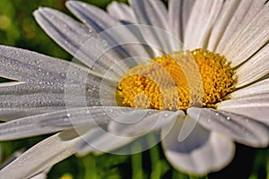 Macro View Of A White Summer Daisy