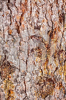 Macro view of wild pine bark