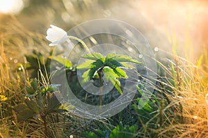 Macro view of wild white flower in sunshine.