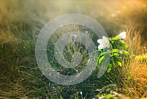 Macro view of wild white flower in sunshine.