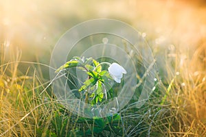 Macro view of wild white flower in sunshine with bokeh.