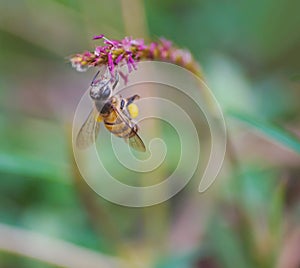 Macro view of wildflowe and bee. photo