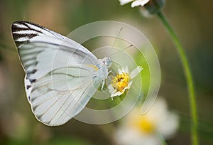 Macro view of wildflowe and butterfly. photo