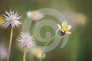 Macro view of wildflowe. photo