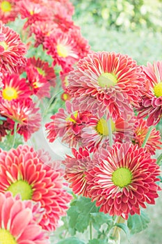 Macro view of wildflowe. photo