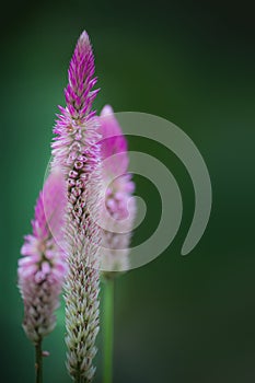 Macro view of wildflower.