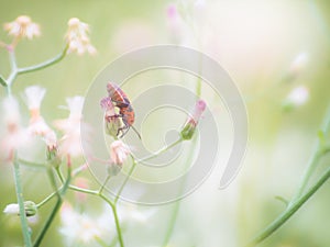 Macro view of wildflower and insect.