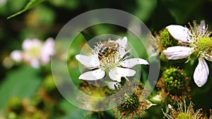 Macro view of a worker bee flying on a blackberry flower, sitting on blooming flower and collecting pollen. Pollination of a plant
