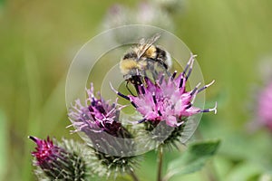 Macro view of a yellow-black Caucasian bumblebee on a purple bloom of thistle Arctium lappa