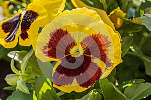 Macro view of a yellow-brown pansy flower isolated on green bush background.